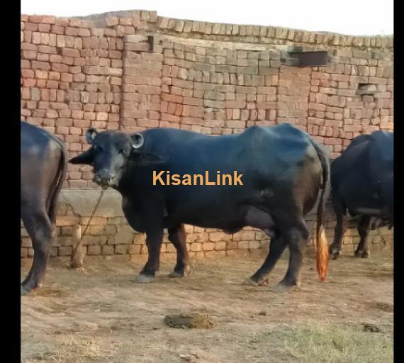 Buffalo For Sale