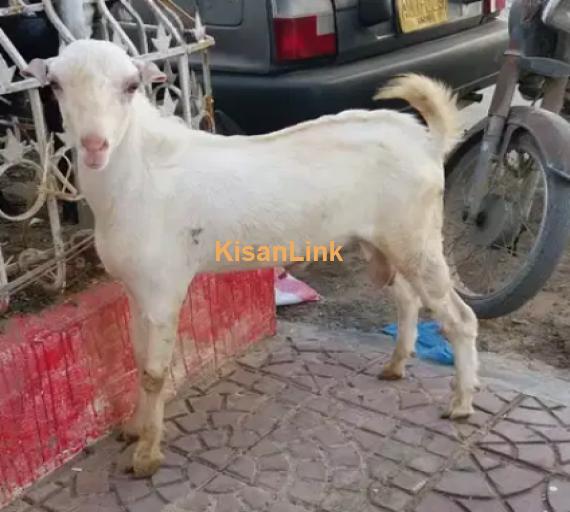 Goat for Sale