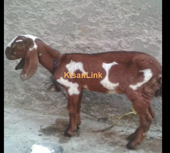 Goats For Sale