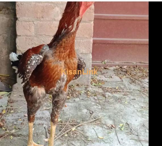 Hen For Sale