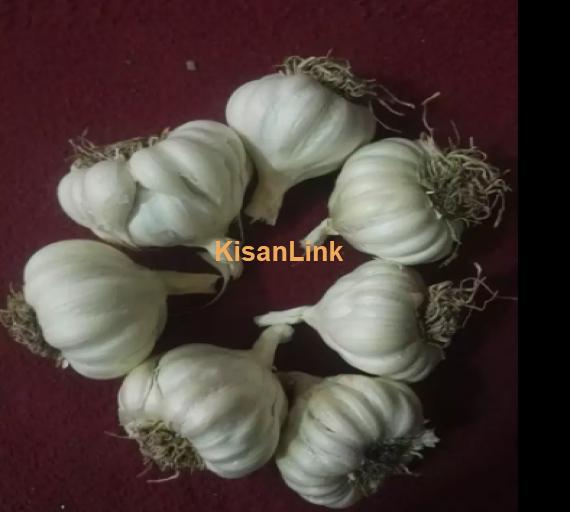 Garlic For Sale