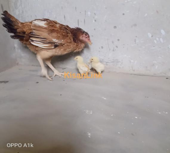 PURE aseel hen with 2 chicks
