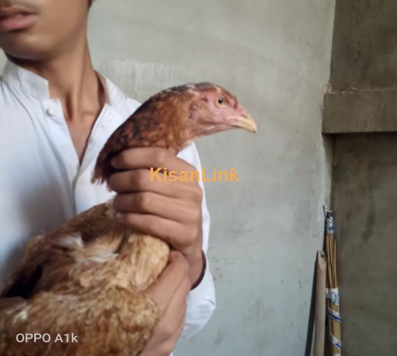 PURE aseel hen with 2 chicks