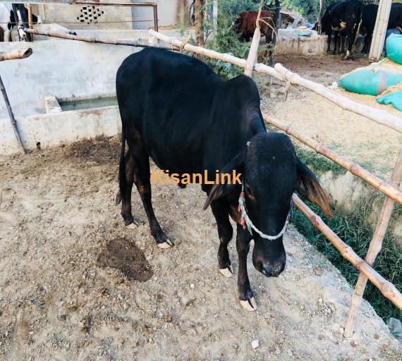 makick cattle farming