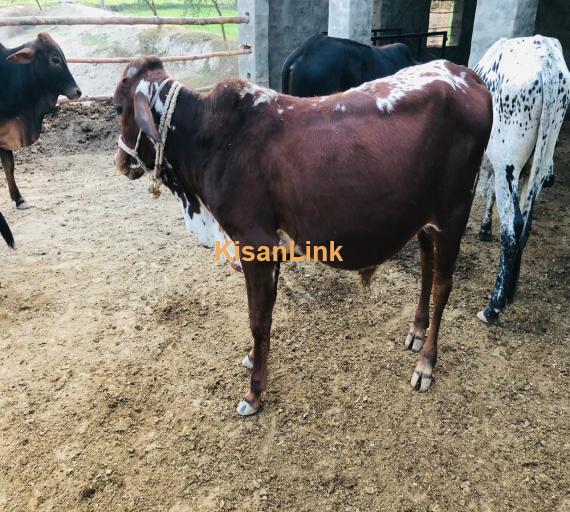 makick cattle farming