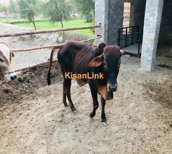 makick cattle farming