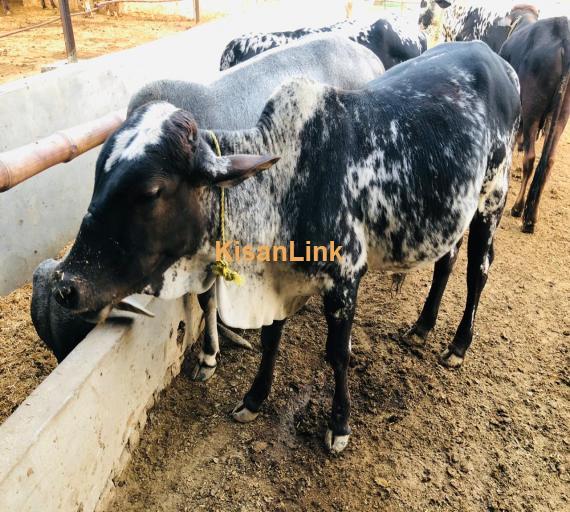 makick cattle farming