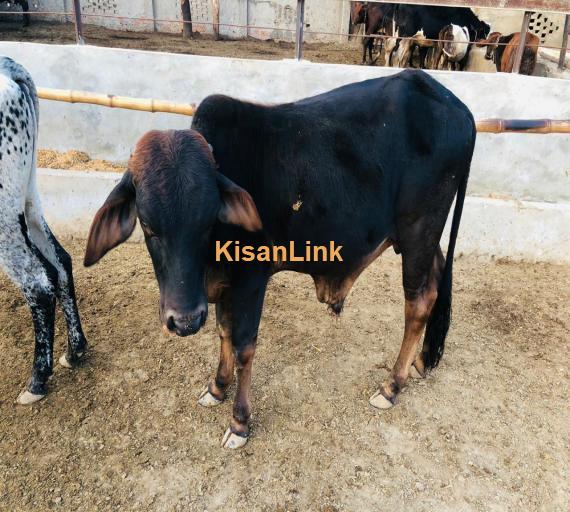 makick cattle farming