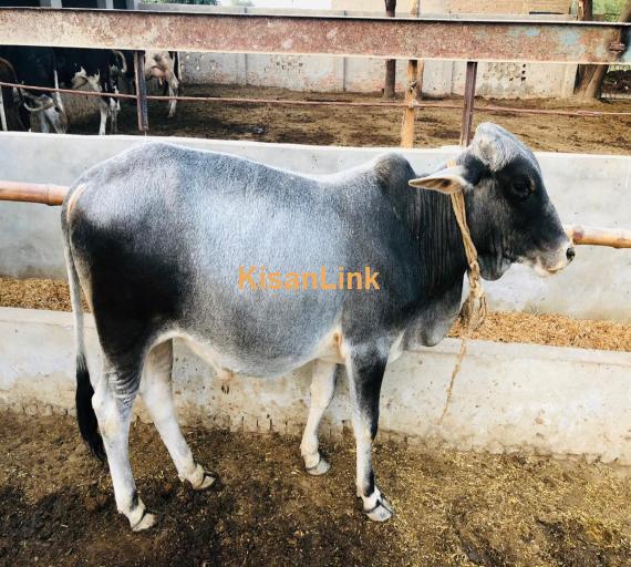 makick cattle farming