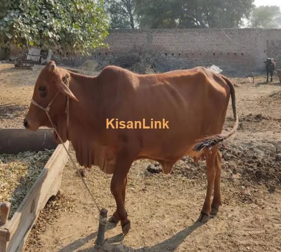 Cows For Sale