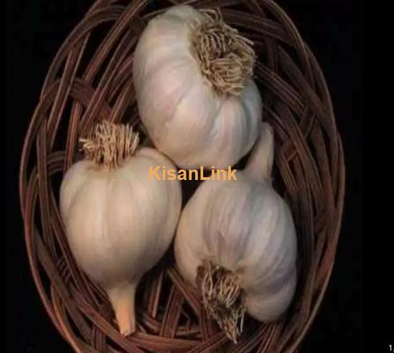 Garlic For Sale