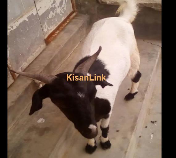 Goats For Sale