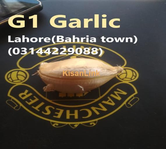 G1 Garlic / Elephant Garlic for booking and sale