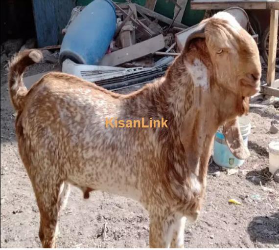 Goats For Sale