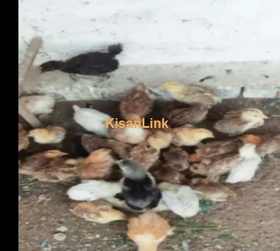 Chicks For Sale
