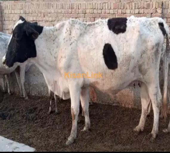 Cows For Sale