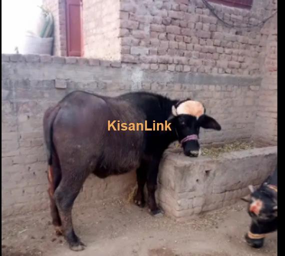 Buffalo For Sale