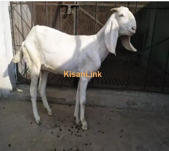 Goats For Sale