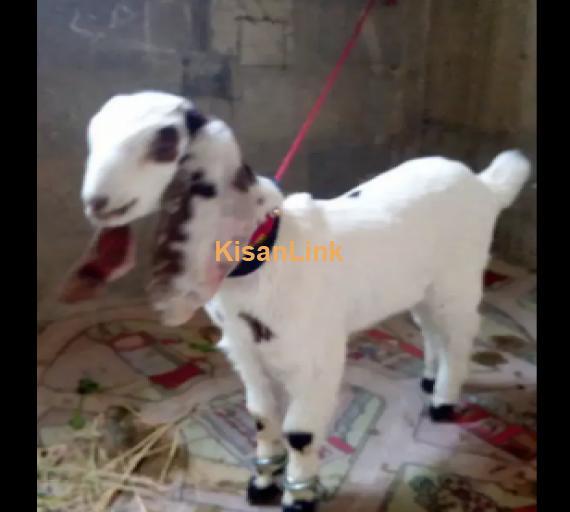 Goats For Sale