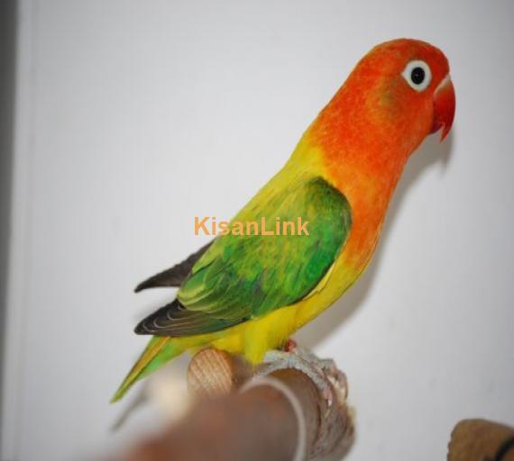 Green Euwing Opaline Female