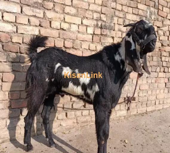 Goats For Sale