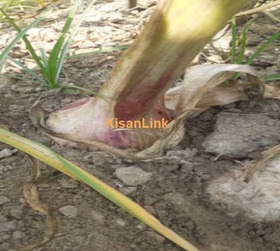 Garlic fresh A1 for sale in mailsi