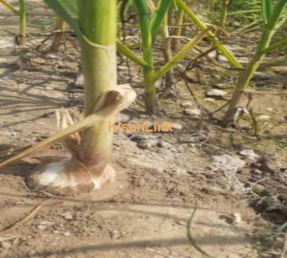 Garlic fresh A1 for sale in mailsi
