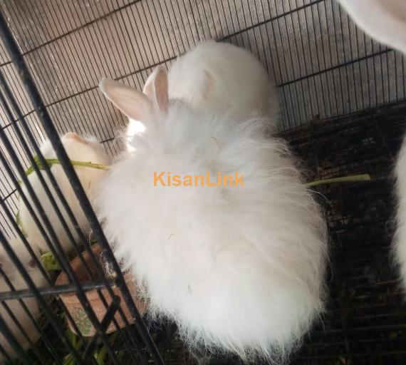 Angora Rabbits breader