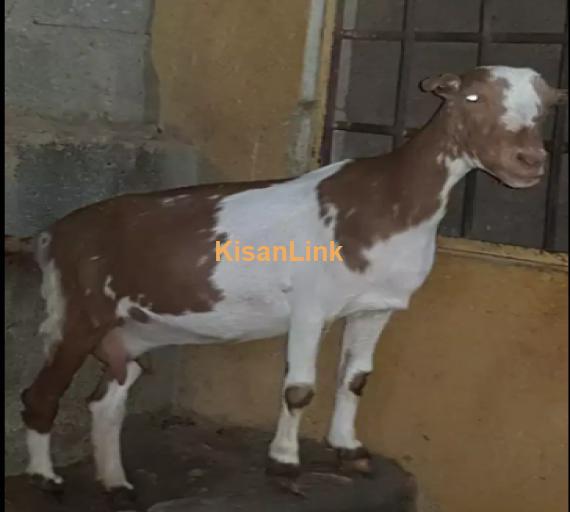 Goats For Sale