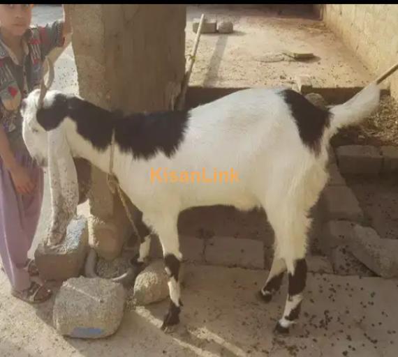 Goats For Sale