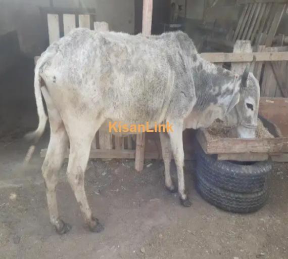 Cow For Sale