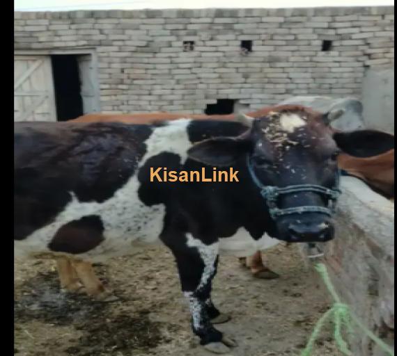 Cow For Sale