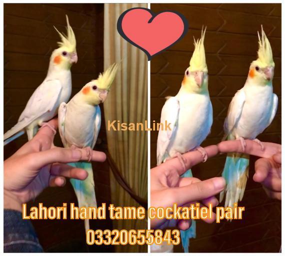 Fully Hand Tamed and Trained Cocktail pairs. Very friendly healthy active Never Bites.