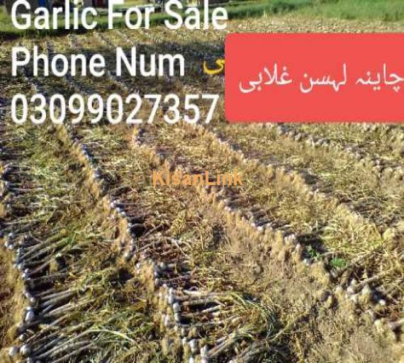 Garlic for sale