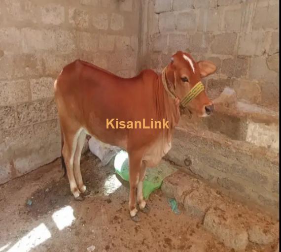 Cow For Sale