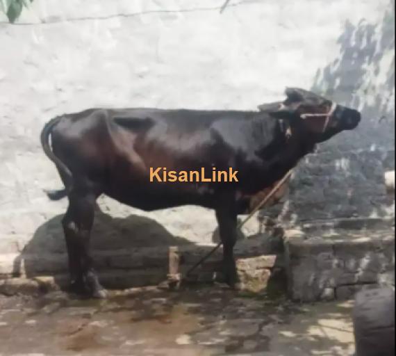 Cow For Sale