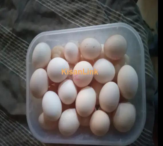 Desi Eggs For Sale