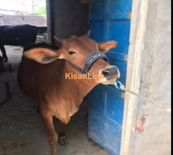 Cow For Sale