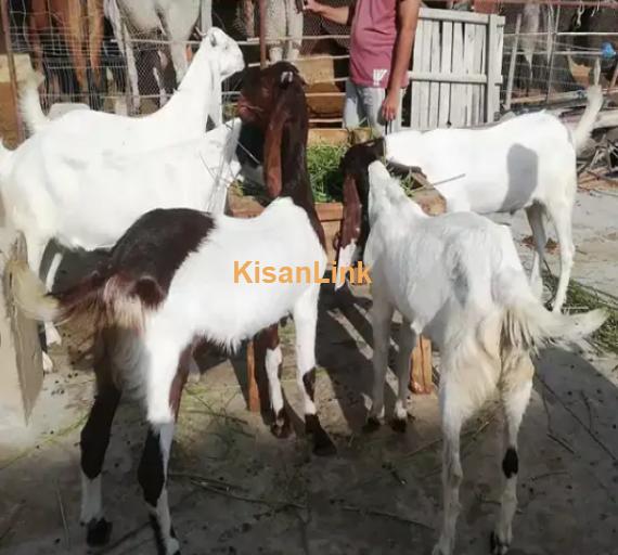 Goats For Sale