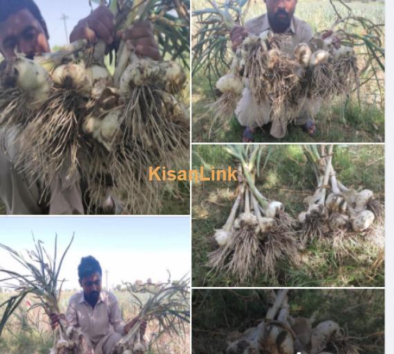 Garlic For Sale