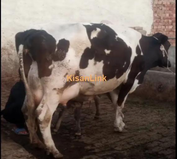 Cow For Sale