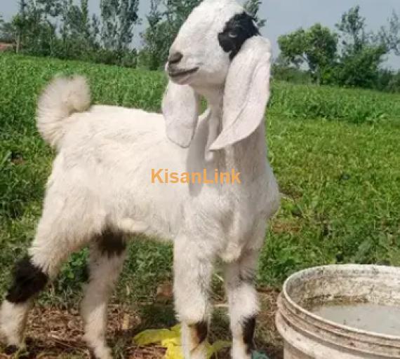 Goats For Sale