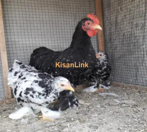 Hen For Sale