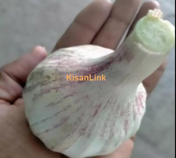 Garlic For Sale