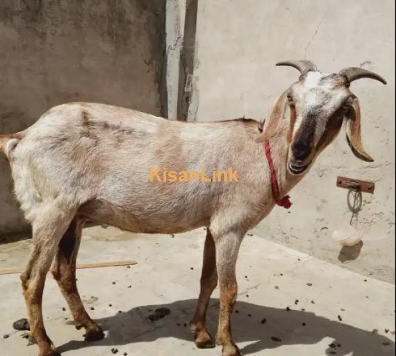 Goats For Sale