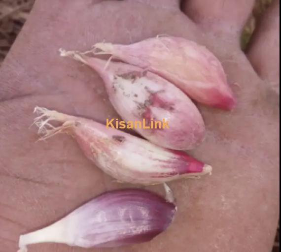 Garlic For Sale