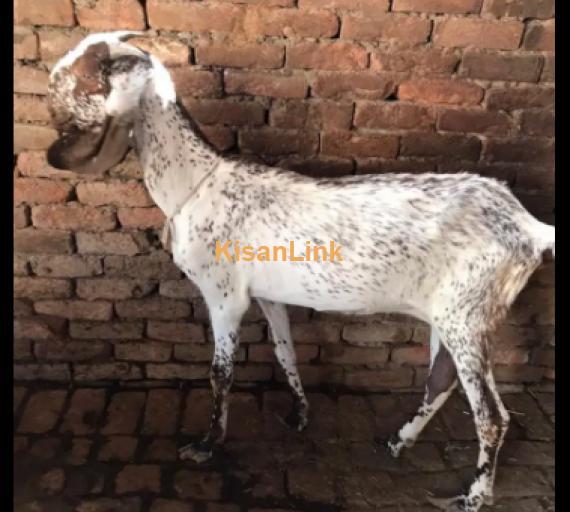 Goats For Sale