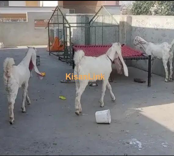 Goats For Sale