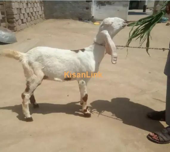 Goats For Sale