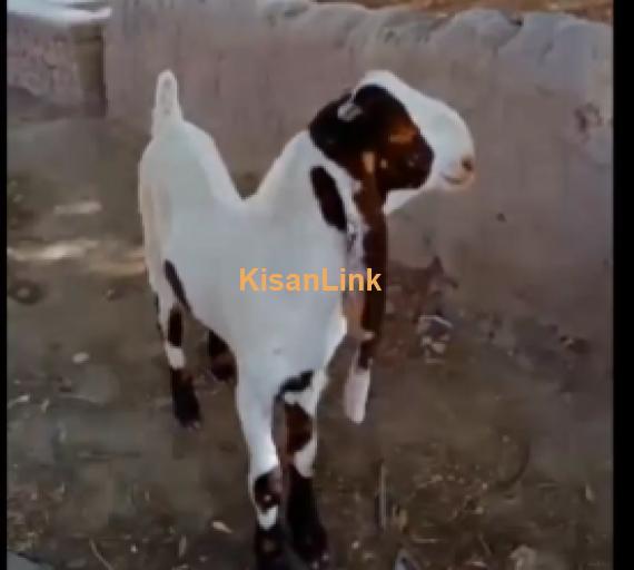 Goats For Sale